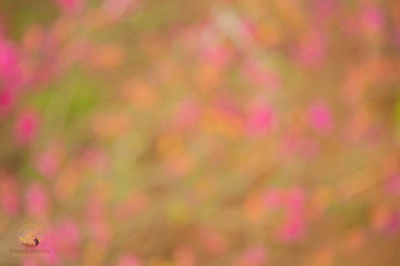 Macro abstract  copyright ronaldzinconephotography