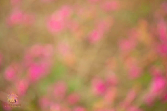 Macro abstract  copyright ronaldzinconephotography