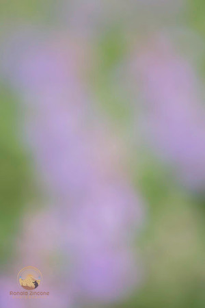 Macro abstract  copyright ronaldzinconephotography