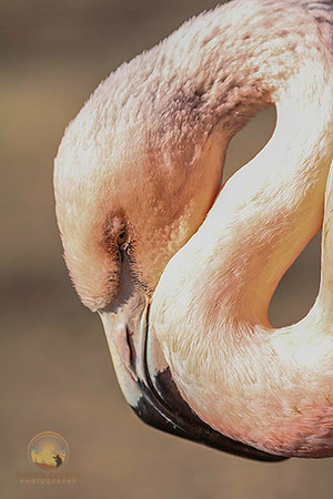 Flamingo no1 copyright ronaldzinconephotography