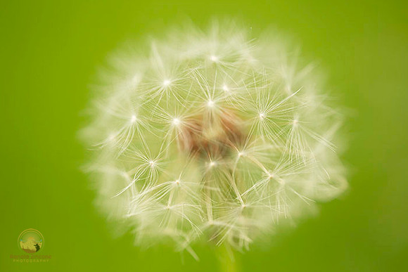 Dandelion macro  copyright ronaldzinconephotography