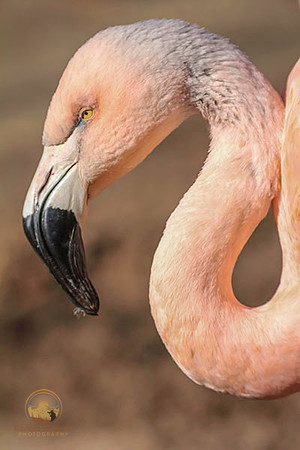 Flamingo no2 copyright ronaldzinconephotography