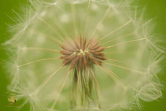 Dandelion macro  copyright ronaldzinconephotography