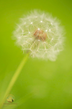 Dandelion macro  copyright ronaldzinconephotography