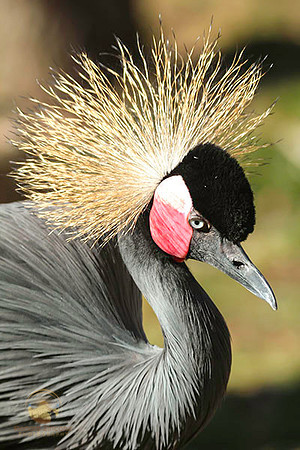 Unknown wildlife no1 copyright ronaldzinconephotography