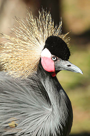 Unknown wildlife no2 copyright ronaldzinconephotography