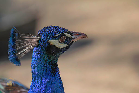 Unknown wildlife no5 copyright ronaldzinconephotography