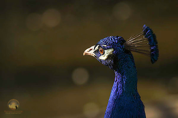 Unknown wildlife no3 copyright ronaldzinconephotography