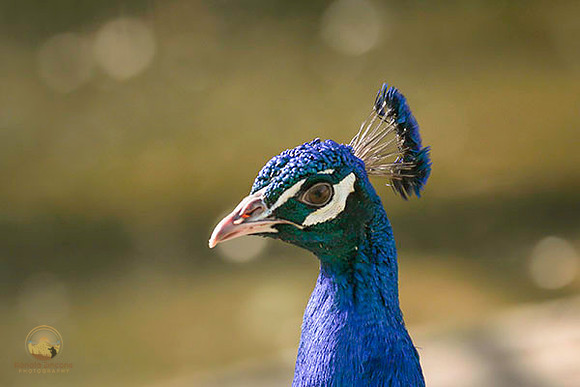 Unknown wildlife no4 copyright ronaldzinconephotography