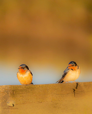 Barn Swallows at Jamestown  copyright ronaldzinconephotography