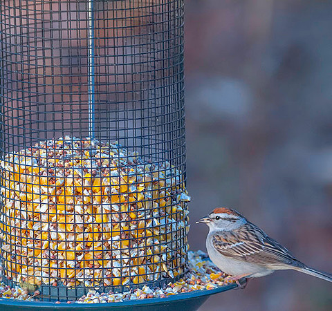 Chirpping Sparrow  copyright ronaldzinconephotography