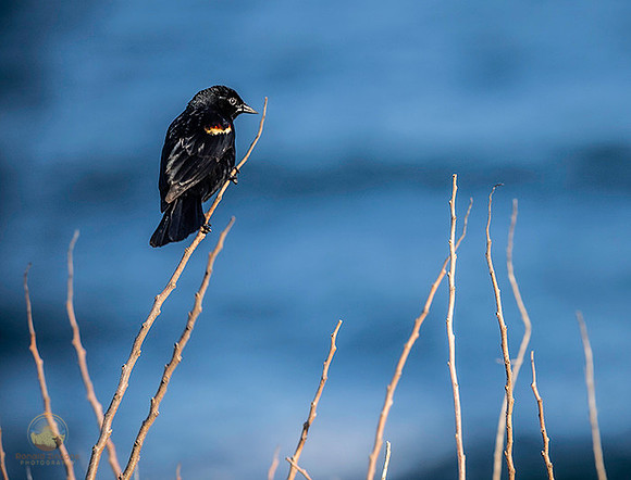 Red-wing Blackbird at Beavertail  copyright ronaldzinconephotography