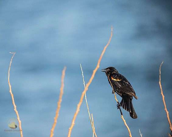 Red-wing Blackbird at Beavertail  copyright ronaldzinconephotography