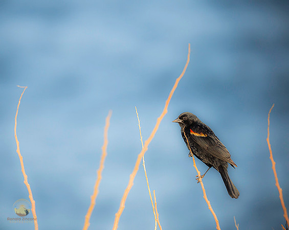 Red-wing Blackbird at Beavertail  copyright ronaldzinconephotography