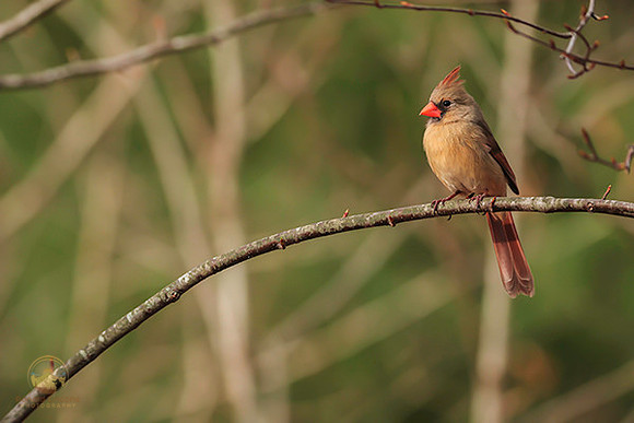 Female Cardinal  copyright ronaldzinconephotography