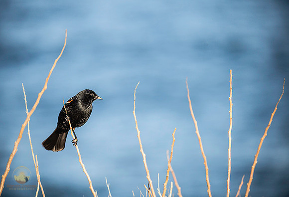 Red-wing Blackbird at Beavertail  copyright ronaldzinconephotography