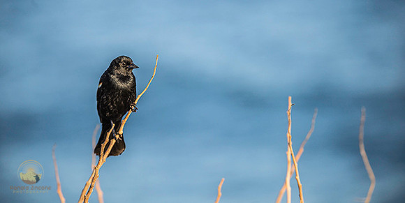 Red-wing Blackbird at Beavertail  copyright ronaldzinconephotography