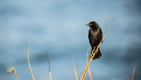 Red-wing Blackbird at Beavertail  copyright ronaldzinconephotography