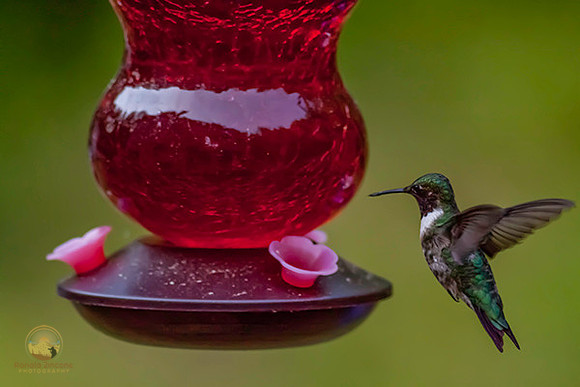 Ruby Throated hummingbird  copyright ronaldzinconephotography