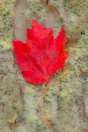 Fall in Scituate, RI no2 copyright ronaldzinconephotography