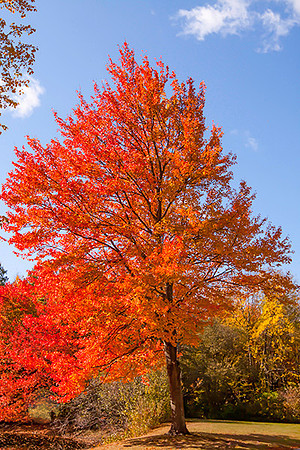Fall Colors at CCRI  copyright ronaldzinconephotography