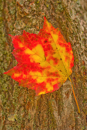 Fall in Scituate, RI copyright ronaldzinconephotography