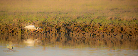 Great Egret at Jamestown copyright ronaldzinconephotography