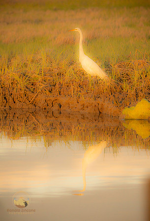 Great Egret at Jamestown copyright ronaldzinconephotography