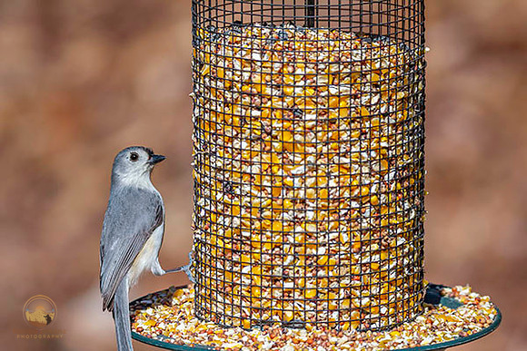Tufted Titmouse at Trustom copyright ronaldzinconephotography