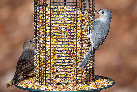 Tufted Titmouse at Trustom copyright ronaldzinconephotography