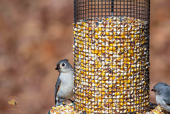 Tufted Titmouse Chickadee at Trustom copyright ronaldzinconephotography