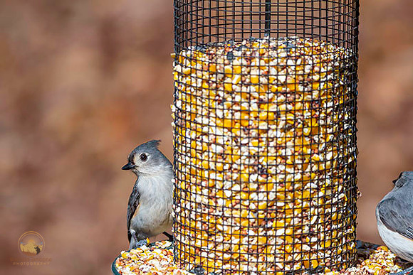 Tufted Titmouse Chickadee at Trustom copyright ronaldzinconephotography