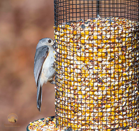 Tufted Titmouse at Trustom copyright ronaldzinconephotography