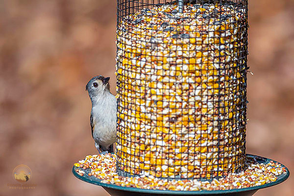 Tufted Titmouse at Trustom copyright ronaldzinconephotography