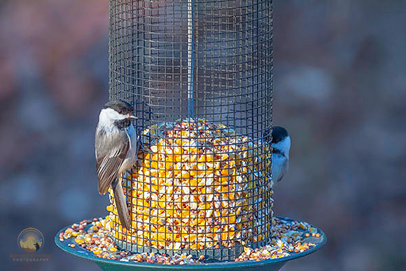 Black-Capped Chickadee at Trustom copyright ronaldzinconephotography