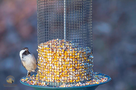 Black-Capped Chickadee at Trustom copyright ronaldzinconephotography