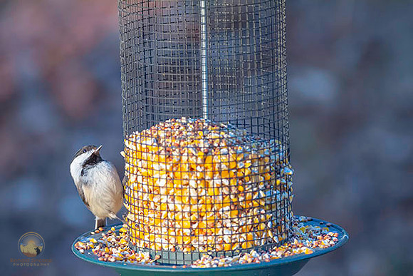 Black-Capped Chickadee at Trustom copyright ronaldzinconephotography