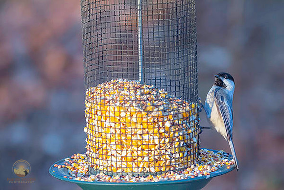 Black-Capped Chickadee at Trustom copyright ronaldzinconephotography