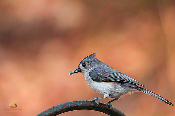 Tufted Titmouse copyright ronaldzinconephotography