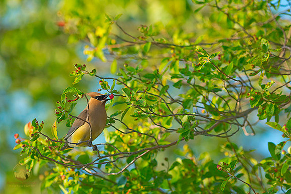 Cedar Waxwing  copyright ronaldzinconephotography