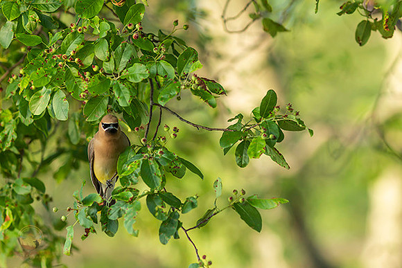 Cedar Waxwing  copyright ronaldzinconephotography