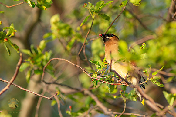 Cedar Waxwing  copyright ronaldzinconephotography