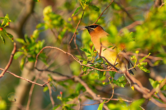 Cedar Waxwing  copyright ronaldzinconephotography