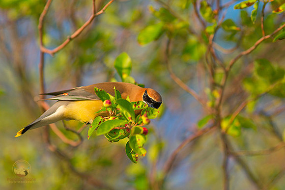 Cedar Waxwing  copyright ronaldzinconephotography