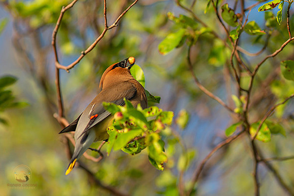 Cedar Waxwing copyright ronaldzinconephotography