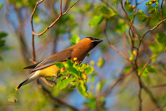 Cedar Waxwing copyright ronaldzinconephotography