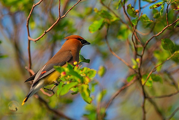 Cedar Waxwing  copyright ronaldzinconephotography