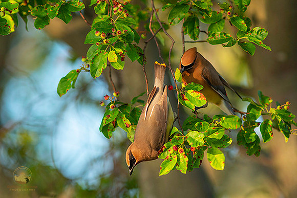 Cedar Waxwing copyright ronaldzinconephotography