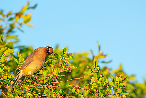 Cedar Waxwing copyright ronaldzinconephotography