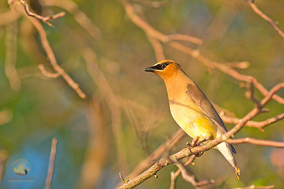 Cedar Waxwing  copyright ronaldzinconephotography